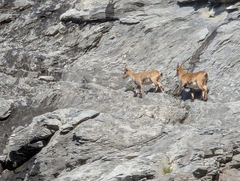 Chamois dans les montagnes