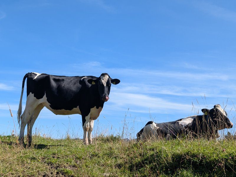 Vaches à Fronalpstock