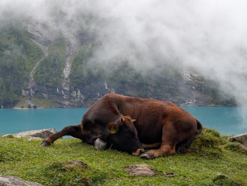 Vache au lac oeschinen