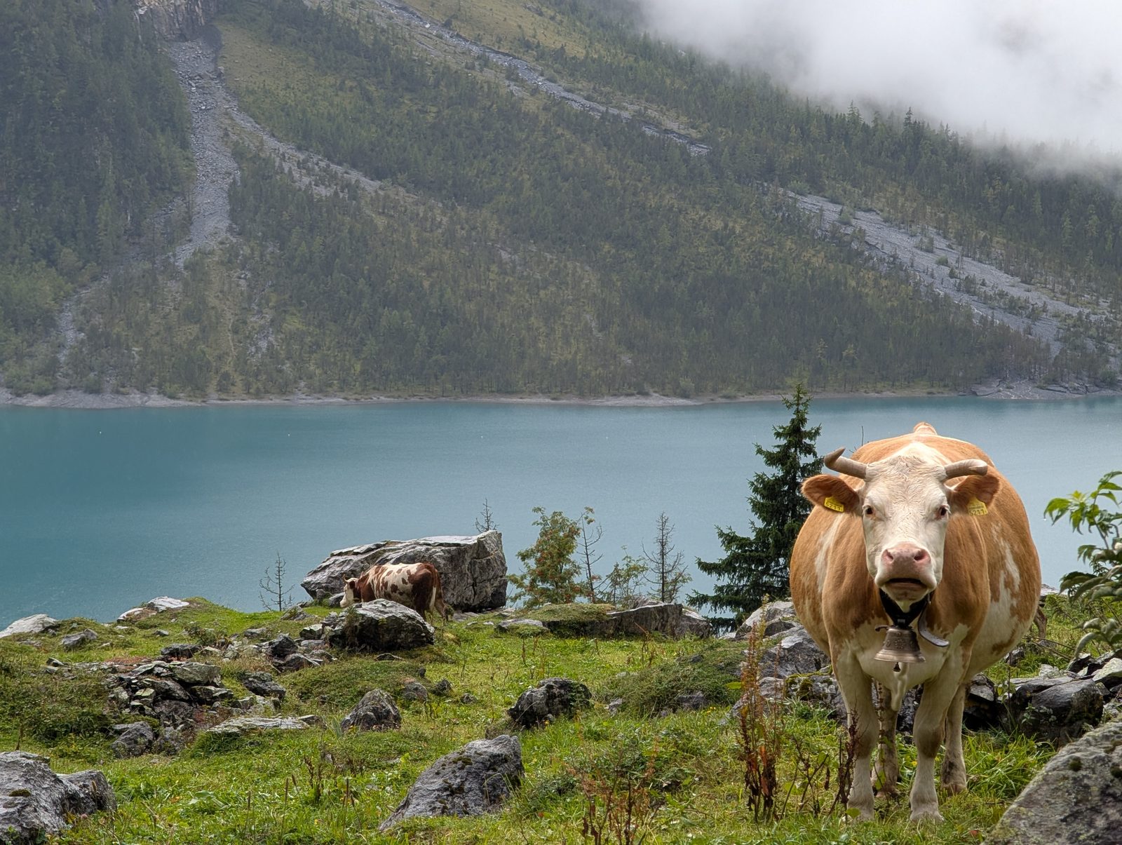 Vache au lac oeschinen