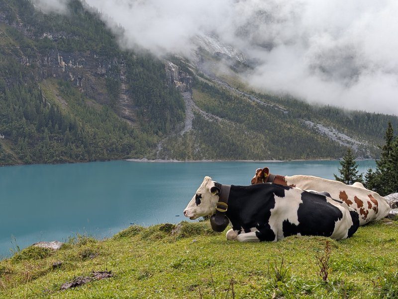 Vaches au lac oeschinen