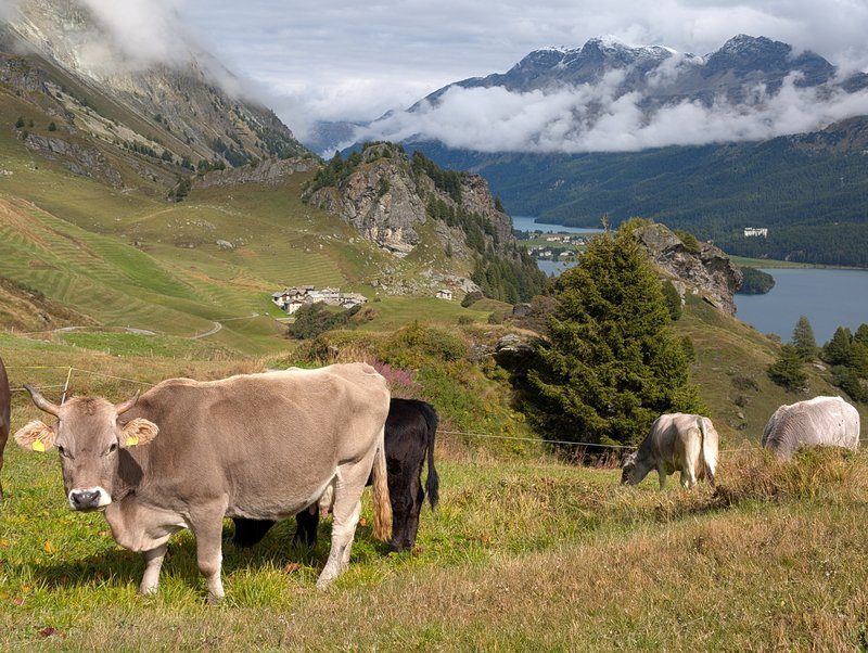 Vaches dans les montagnes